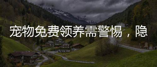 宠物免费领养需警惕，隐藏的陷阱与风险揭示