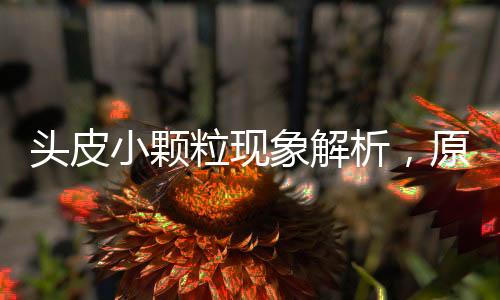 头皮小颗粒现象解析，原因、影响与应对之道