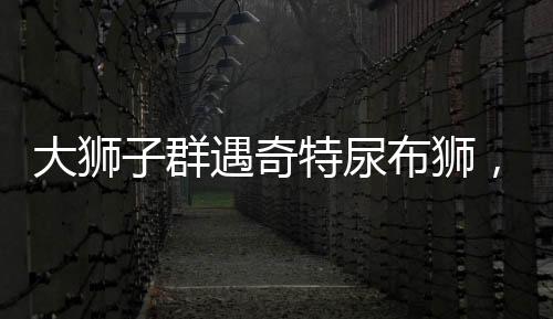 大狮子群遇奇特尿布狮，一次与众不同的森林聚会