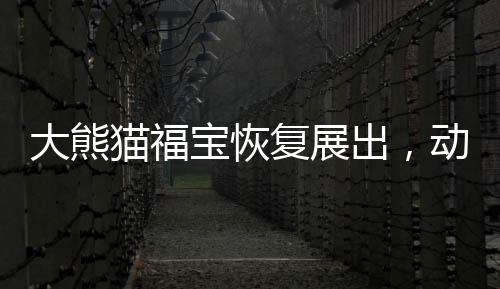 大熊猫福宝恢复展出，动物界的明星重返舞台