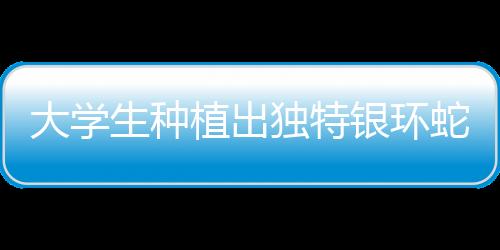 大学生种植出独特银环蛇甘蔗，农业创新引领校园新潮流