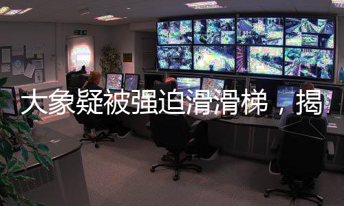 大象疑被强迫滑滑梯，揭秘背后的真相与呼唤动物保护意识