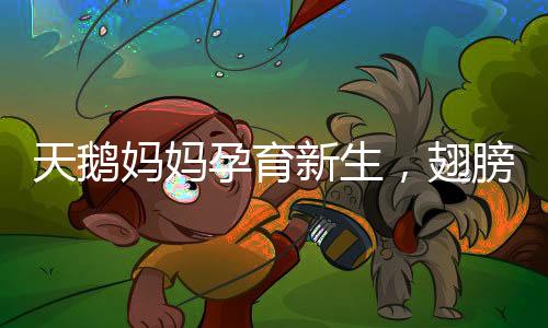 天鹅妈妈孕育新生，翅膀轻抖，小天鹅破壳而出
