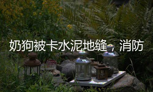 奶狗被卡水泥地缝，消防迅速出手救助