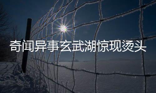 奇闻异事玄武湖惊现烫头鸭，时尚潮流与自然的奇妙交融
