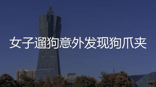 女子遛狗意外发现狗爪夹回一块价值不菲的金豆——揭秘黄金背后的故事