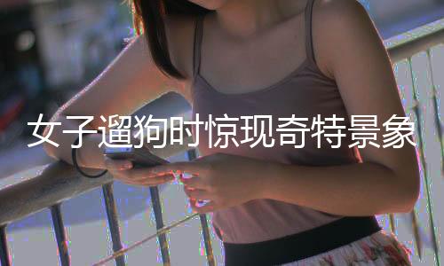 女子遛狗时惊现奇特景象，金豆引出犬类奇异宝物寻找之旅