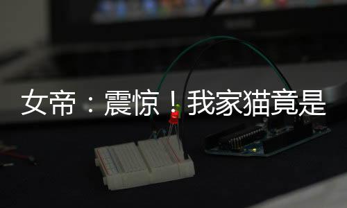 女帝：震惊！我家猫竟是旅行神兽