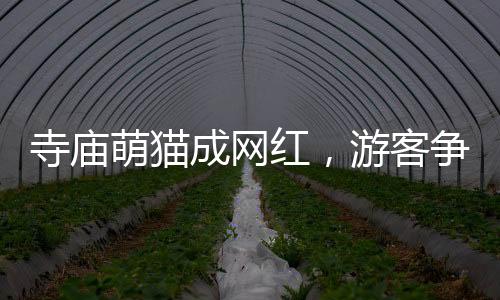 寺庙萌猫成网红，游客争相与小猫击掌拍照留念