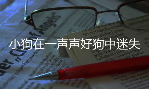 小狗在一声声好狗中迷失自我