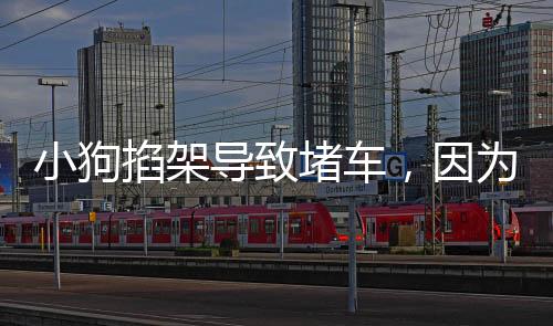 小狗掐架导致堵车，因为太萌无人劝解——街头趣事一窥