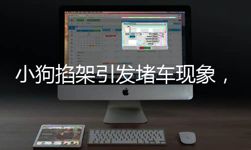 小狗掐架引发堵车现象，萌态可爱竟成无人劝解的别样理由