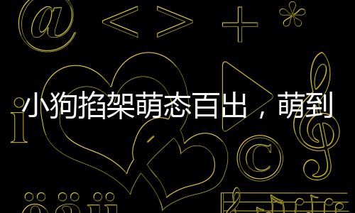 小狗掐架萌态百出，萌到堵车却无人劝架