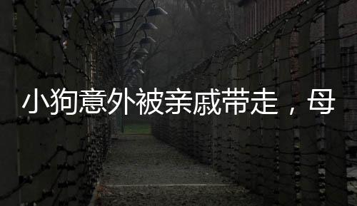 小狗意外被亲戚带走，母女不惧风雨骑行寻回——亲情与宠物的温暖故事