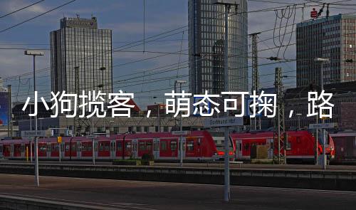 小狗揽客，萌态可掬，路人纷纷驻足买香蕉