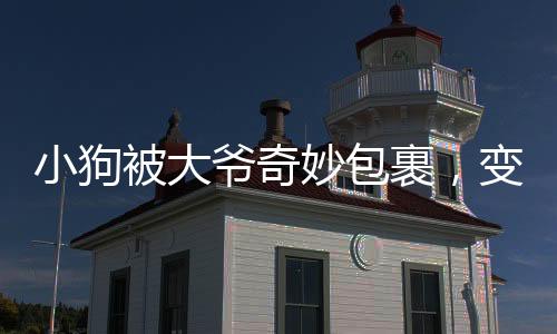 小狗被大爷奇妙包裹，变身表情包走红网络
