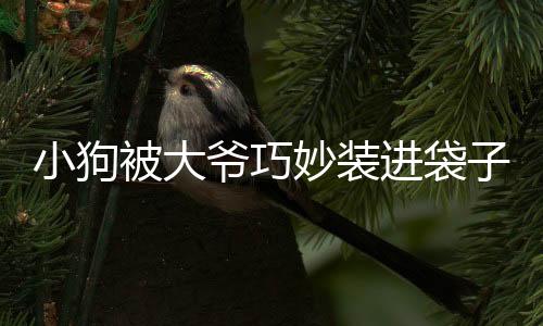 小狗被大爷巧妙装进袋子，瞬间变成表情包，萌翻众人