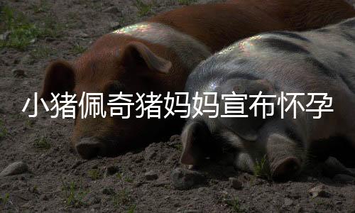 小猪佩奇猪妈妈宣布怀孕三胎，家庭迎来新成员