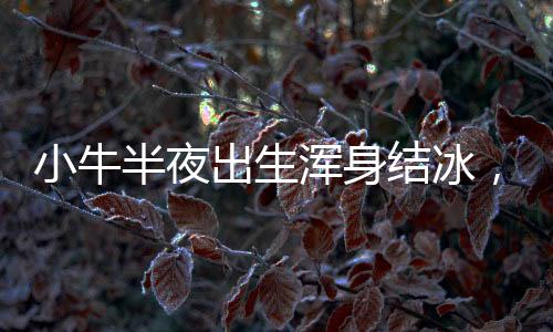 小牛半夜出生浑身结冰，主人全力救回