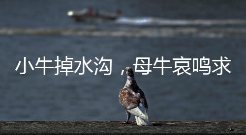小牛掉水沟，母牛哀鸣求助——一场生命的意外与人性的呼唤