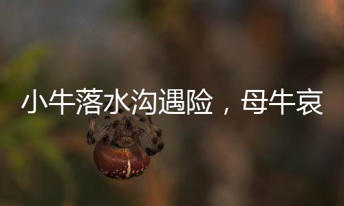 小牛落水沟遇险，母牛哀鸣求助呼唤人间温情