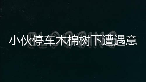 小伙停车木棉树下遭遇意外，警惕日常行车隐患需注意！