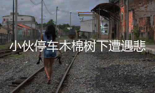 小伙停车木棉树下遭遇悲剧，警示各方注意行车安全