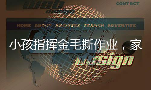 小孩指挥金毛撕作业，家庭教育与宠物互动的崭新篇章