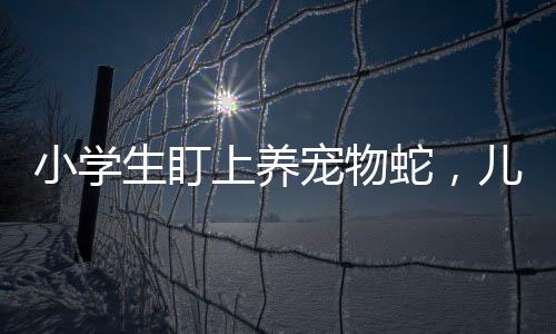 小学生盯上养宠物蛇，儿童与爬行宠物的亲密关系逐渐兴起