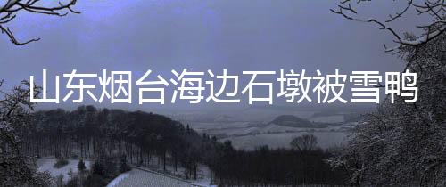 山东烟台海边石墩被雪鸭子占领，冬日独特景象引热议