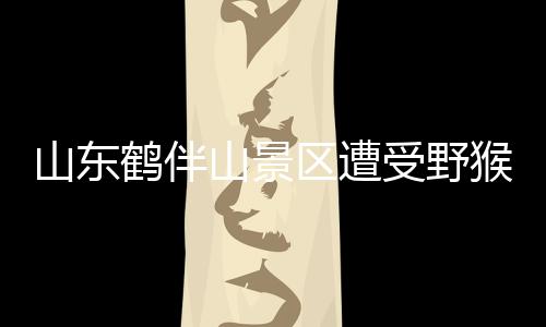 山东鹤伴山景区遭受野猴袭扰——一场意外的生态挑战