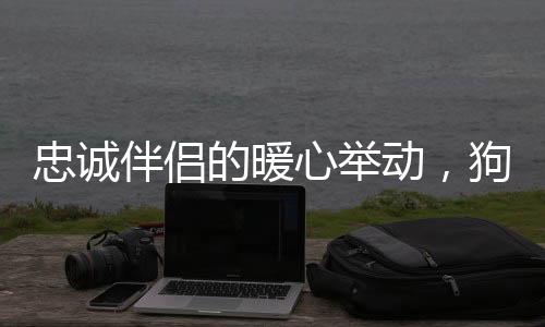 忠诚伴侣的暖心举动，狗狗主动为小主人担任脚垫子