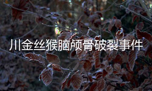 川金丝猴脑颅骨破裂事件，研究者的关注与寻求解决之道