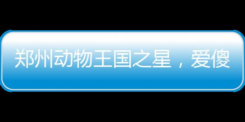 郑州动物王国之星，爱傻乐的巴西貘走红