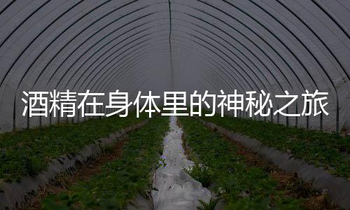 酒精在身体里的神秘之旅，揭示酒精的生理影响
