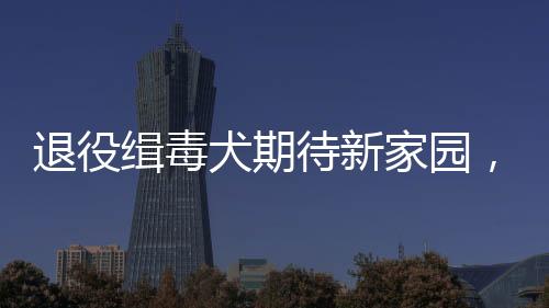 退役缉毒犬期待新家园，领养呼吁之声响彻天地