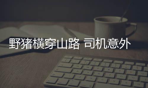 野猪横穿山路 司机意外相撞 惊险瞬间引关注