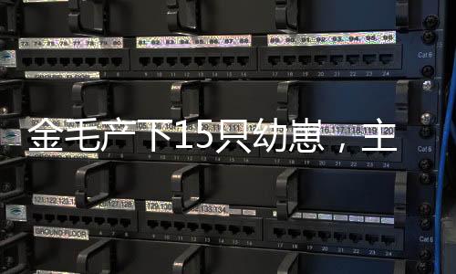 金毛产下15只幼崽，主人家中迎新宠，面对庞大阵容展开细心照料与有趣互动