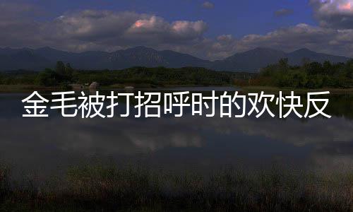 金毛被打招呼时的欢快反应与主人隔窗热情回应，人与犬之间的深厚情感