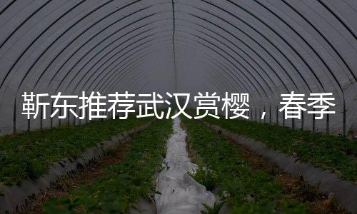靳东推荐武汉赏樱，春季旅游新热点