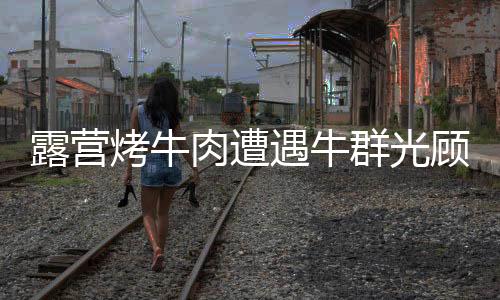 露营烤牛肉遭遇牛群光顾，意外体验带来新启发