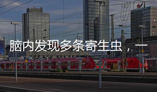 脑内发现多条寄生虫，一种健康警示