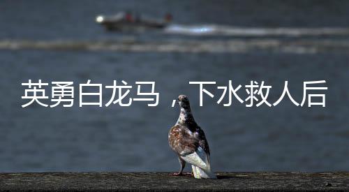 英勇白龙马，下水救人后的病情波折