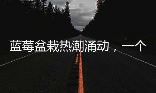 蓝莓盆栽热潮涌动，一个月成交超百万盆——盆栽种植新风尚