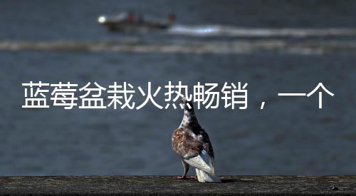 蓝莓盆栽火热畅销，一个月成交超百万盆