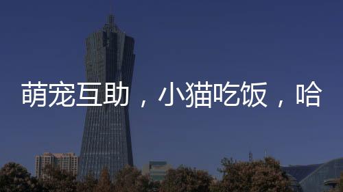 萌宠互助，小猫吃饭，哈士奇护食的温馨故事