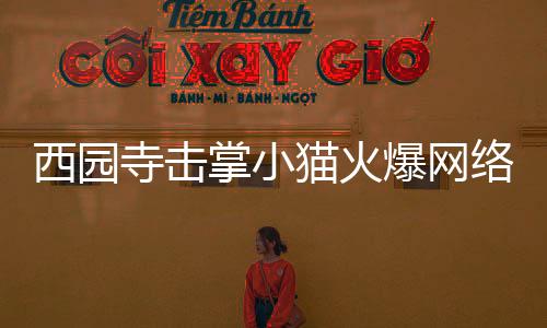 西园寺击掌小猫火爆网络，萌宠成为新晋网红