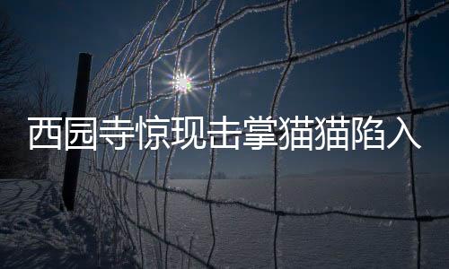 西园寺惊现击掌猫猫陷入情感迷雾，网友热议纷纷