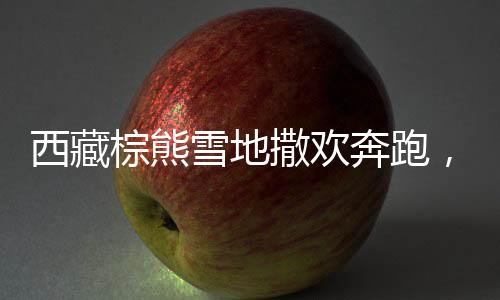 西藏棕熊雪地撒欢奔跑，冬日生态美景惊艳亮相