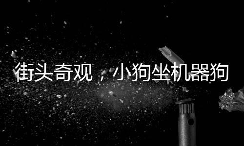 街头奇观，小狗坐机器狗逛街，惊呆路人